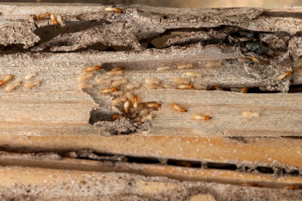 Best Bed Bug Extermination  in Church Rock, NM