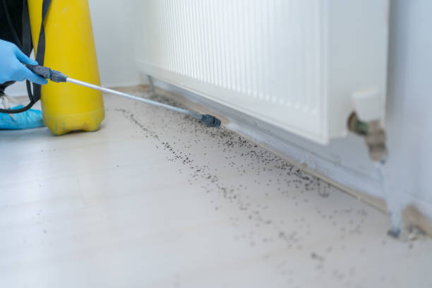 Best Local Pest Control Services  in Church Rock, NM